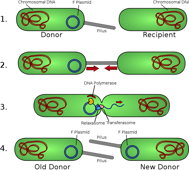 Bacterial Genetics Plasmid Dna Conjugation Gene Transfer