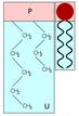 a lipid molecule