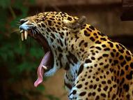 Yawning Panther at Toronto Zoo by Marcus Obal