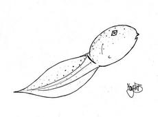 Tadpole pictures to color