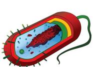 Staphylobacillus Bacteria