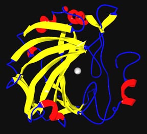 Ribbon diagram of carbonic anhydrase