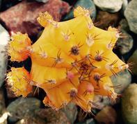 Top of Yellow Moon Cactus With Offsets