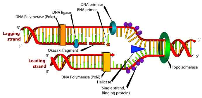 dna structure animation mcgraw hill