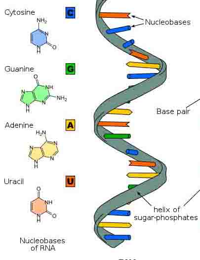 Ribonucleic Acid (RNA) Structure & Function
