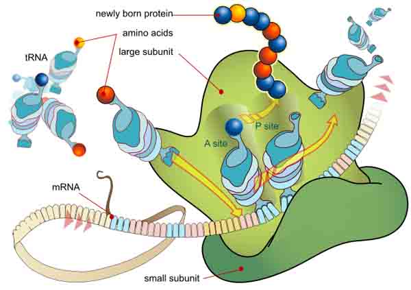 Ribosome building a protein with the help of RNA.