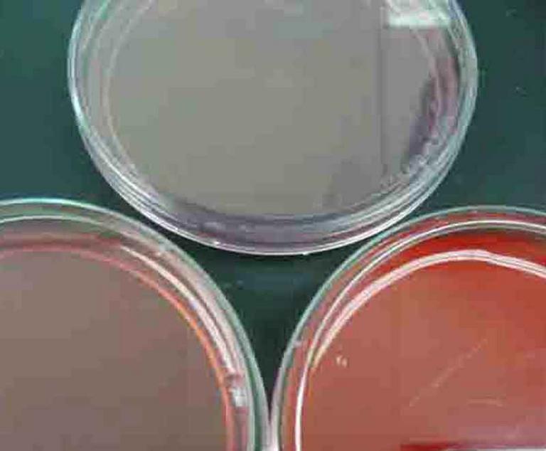 Mannitol Salt Bacterial Growth Medium MSA 