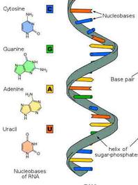 RNA Nucleotide Color Illustration