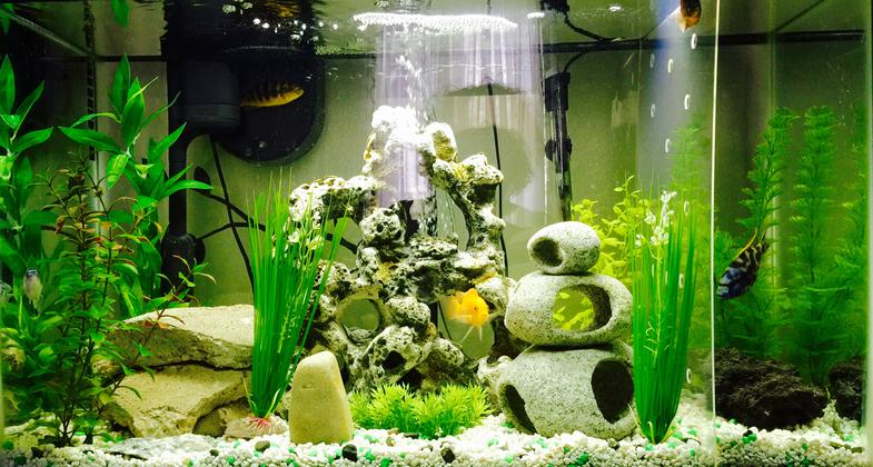 African cichlid clearance tank setup